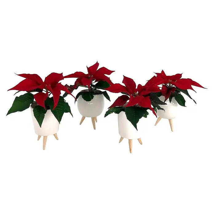 Piardino Weihnachtsstern in Keramik - Euphorbia pulcherrima, Topfgröße: 7 cm - Vier Poinsettien in weißen Töpfen mit Holzbeinen, die eine festliche Dekoration oder ein aufmerksames Geschenk darstellen.