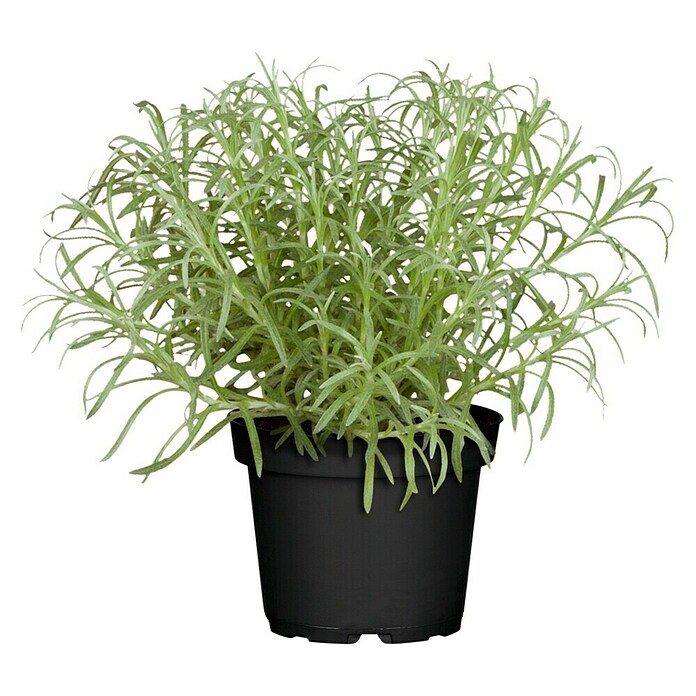 Piardino Currykraut (Topfgröße: 12 cm)