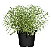Piardino Currykraut (Topfgröße: 12 cm)
