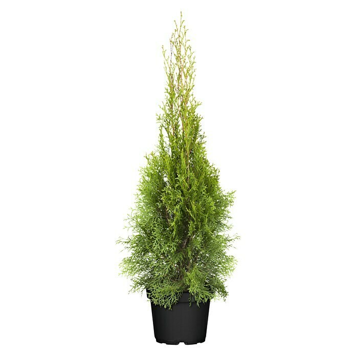 Piardino Lebensbaum SmaragdThuja occidentalis 'Smaragd', Topfgröße: 21 cm Front View