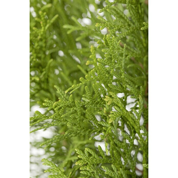 Piardino Lebensbaum SmaragdThuja occidentalis 'Smaragd', Topfgröße: 21 cm Detail Shot