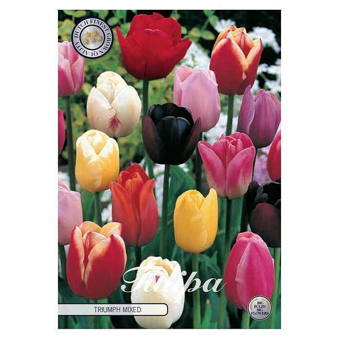 Lukovice proljetnog cvijeća Tulipan Triumph  (Boja cvijeta: Mješovite boje, Tulipa, Broj cvjetnih lukovica: 10 Kom.) | BAUHAUS