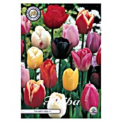 Lukovice proljetnog cvijeća Tulipan Triumph  (Boja cvijeta: Mješovite boje, Tulipa, Broj cvjetnih lukovica: 10 Kom.) | BAUHAUS