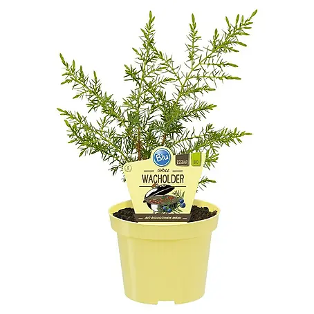 Blu Bio Wacholder