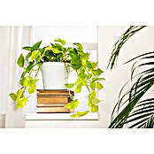 Piardino Efeutute Ampel (Epipremnum aureum) | BAUHAUS