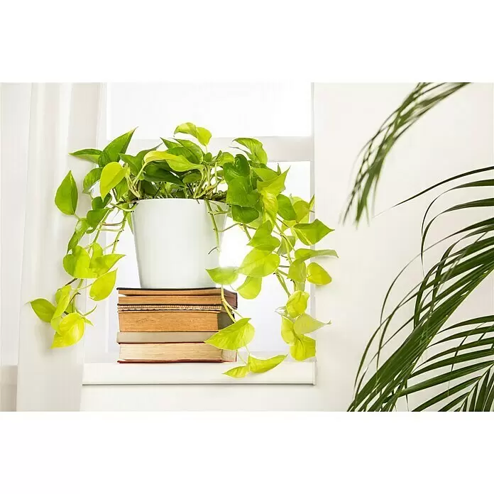 Piardino Efeutute Ampel - Epipremnum aureum - Stimmungsaufnahme