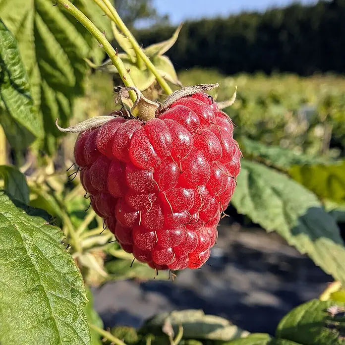 Himbeere Sortenmischung Autumn Bliss / Himbo Top - Rubus idaeus Autumn Bliss, Rubus idaeus Himbo Top, Erntezeit: August - Nahaufnahme einer saftigen Himbeere, die an einem Strauch hängt und ihre rote Farbe im Sonnenlicht hervorhebt.