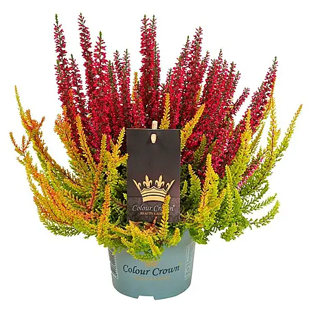 Piardino  Besenheide Color Crown