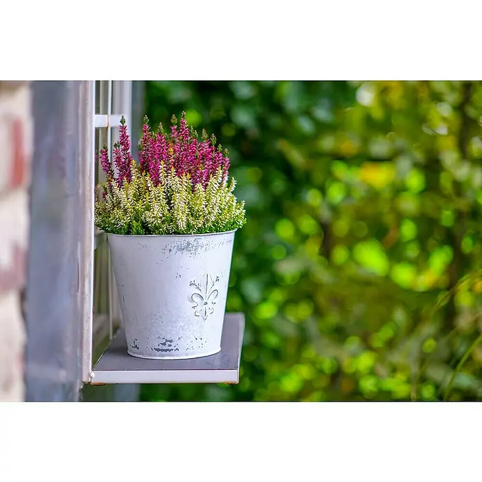 Piardino Besenheide Color Crown - Calluna vulgaris, Topfgröße: 13 cm, 2 farbig - Ein weißer Topf mit lila und weißen Heidekrautblüten steht auf einem Fensterbrett, im Hintergrund verschwommene grüne Blätter.