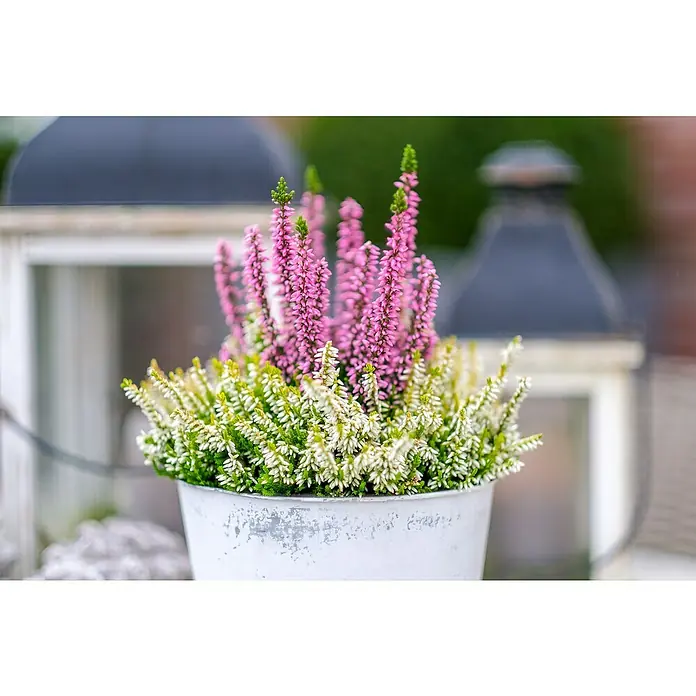 Piardino Besenheide Color Crown - Calluna vulgaris, Topfgröße: 13 cm, 2 farbig - Nahaufnahme von blühenden Heidekrautpflanzen in einem Topf, mit weißen und rosa Blüten, vor dem Hintergrund von zwei dekorativen Laternen.