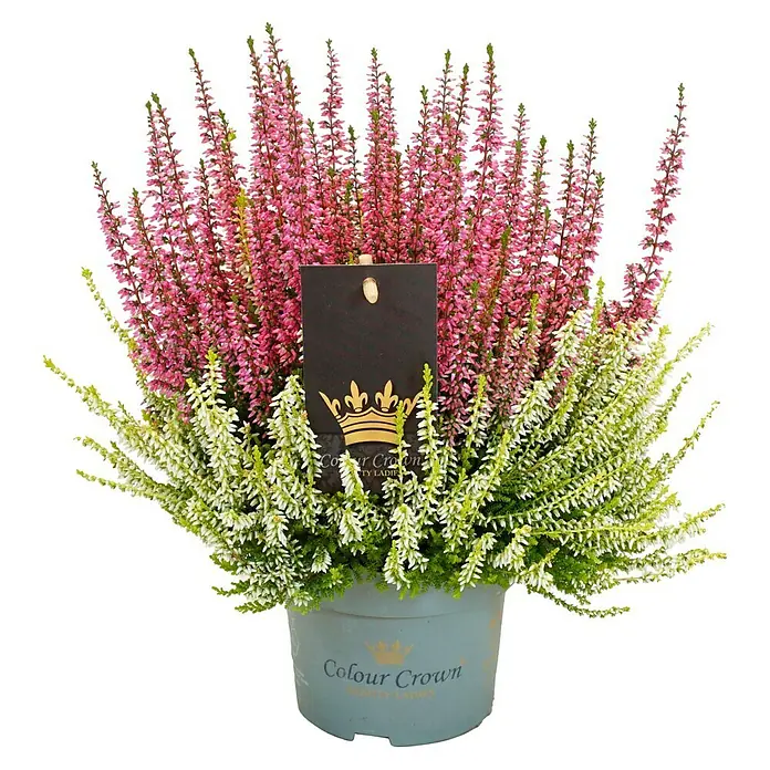 Piardino Besenheide Color Crown - Calluna vulgaris, Topfgröße: 13 cm, 2 farbig - Heidekraut 'Colour Crown' mit rosa und weißen Blüten im Topf, perfekt für den Garten oder Balkon.