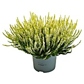 Calluna vulgaris 21 Beauty Lady i.F. gem