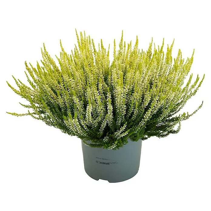 Piardino Besenheide Beauty Lady in Farben gemischt - Calluna vulgaris, Topfgröße: 23 cm, verschiedene Farben - Das Bild zeigt eine Calluna vulgaris 'Silver Knight' Heidepflanze im Topf, mit zarten weißen Blüten und silbergrünem Laub.