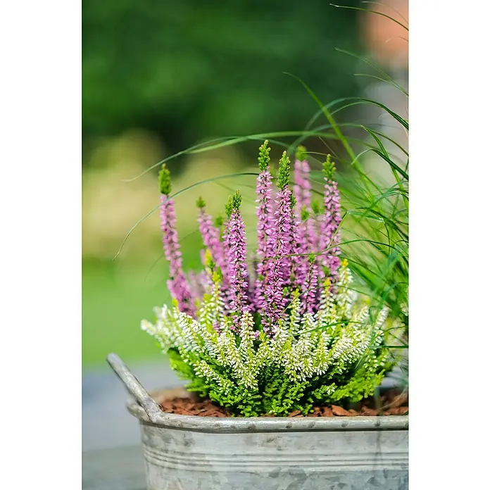 Piardino Besenheide Color Crown - Calluna vulgaris, Topfgröße: 13 cm, 2 farbig - Heidekraut-Arrangement: Eine rustikale Zinkwanne beherbergt blühendes Heidekraut in Lila und Weiß, ergänzt durch grüne Gräser.