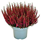 Calluna vulgaris 21 Beauty Lady i.F. gem