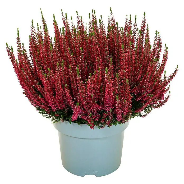 Piardino Besenheide Beauty Lady in Farben gemischt - Calluna vulgaris, Topfgröße: 23 cm, verschiedene Farben - Heidekrautgewächs in einem hellen Topf, eine dekorative Zimmerpflanze mit roten Blüten und grünen Blättern.