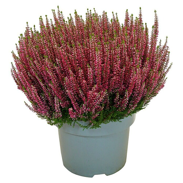 Calluna vulgaris 21 Beauty Lady i.F. gem