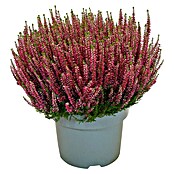 Calluna vulgaris 21 Beauty Lady i.F. gem