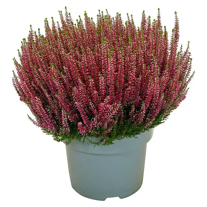 Piardino Besenheide Beauty Lady in Farben gemischt - Calluna vulgaris, Topfgröße: 23 cm, verschiedene Farben - Topf mit einer Erika-Pflanze in voller Blüte, die dichte, leuchtend rosa Blütenstände zeigt. Die Pflanze ist ein echter Hingucker.