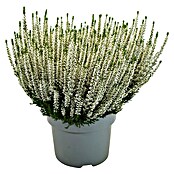 Calluna vulgaris 21 Beauty Lady i.F. gem