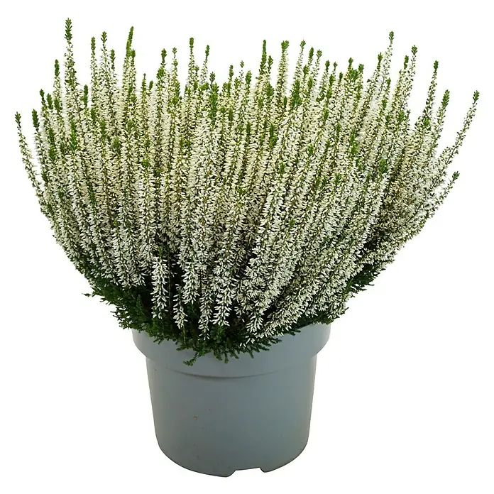 Piardino Besenheide Beauty Lady in Farben gemischt - Calluna vulgaris, Topfgröße: 23 cm, verschiedene Farben - Ein Topf mit weiß blühender Erika. Die Pflanze ist buschig und die Blüten sind dicht an dicht. Der Topf ist schlicht und grau.