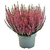 Calluna vulgaris 21 Beauty Lady i.F. gem