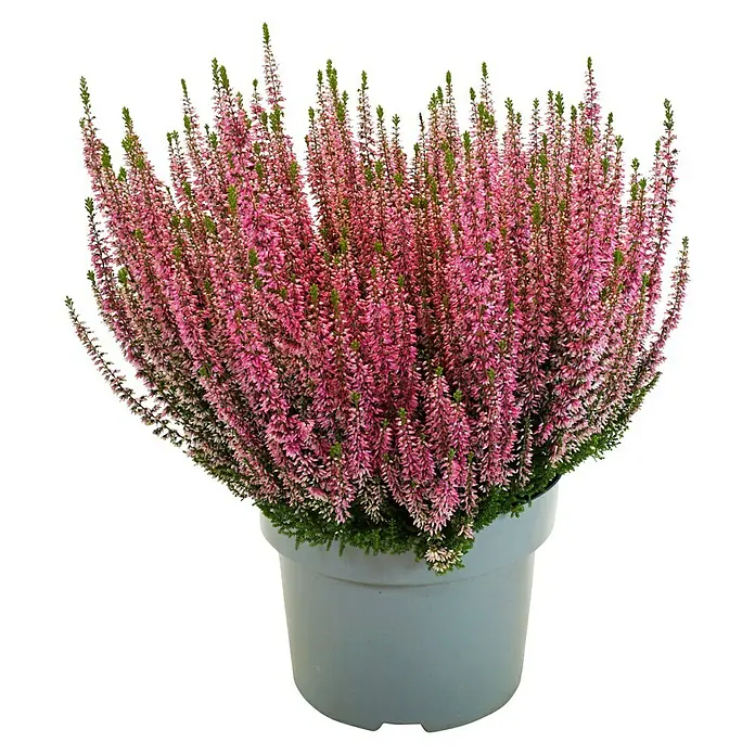 Piardino Besenheide Beauty Lady in Farben gemischt - Calluna vulgaris, Topfgröße: 23 cm, verschiedene Farben - Eine Heidekrautpflanze mit rosafarbenen Blüten in einem grauen Topf. Perfekt für herbstliche Dekorationen und zur Verschönerung von Gärten und Balkonen.