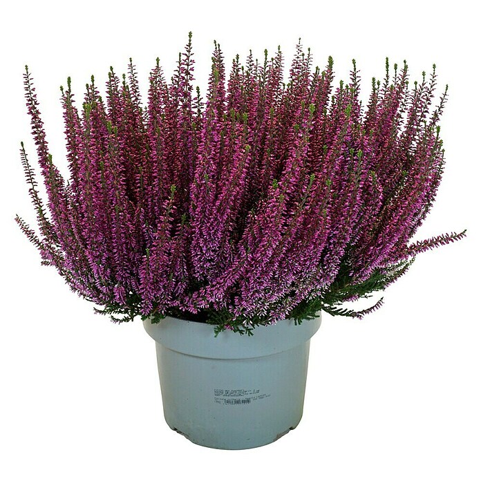 Calluna vulgaris 21 Beauty Lady i.F. gem