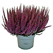 Calluna vulgaris 21 Beauty Lady i.F. gem