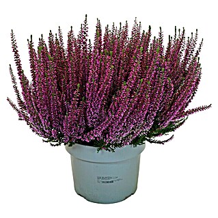 Piardino Besenheide Beauty Lady in Farben gemischt (Calluna vulgaris, Topfgröße: 23 cm, Sortenabhängig)