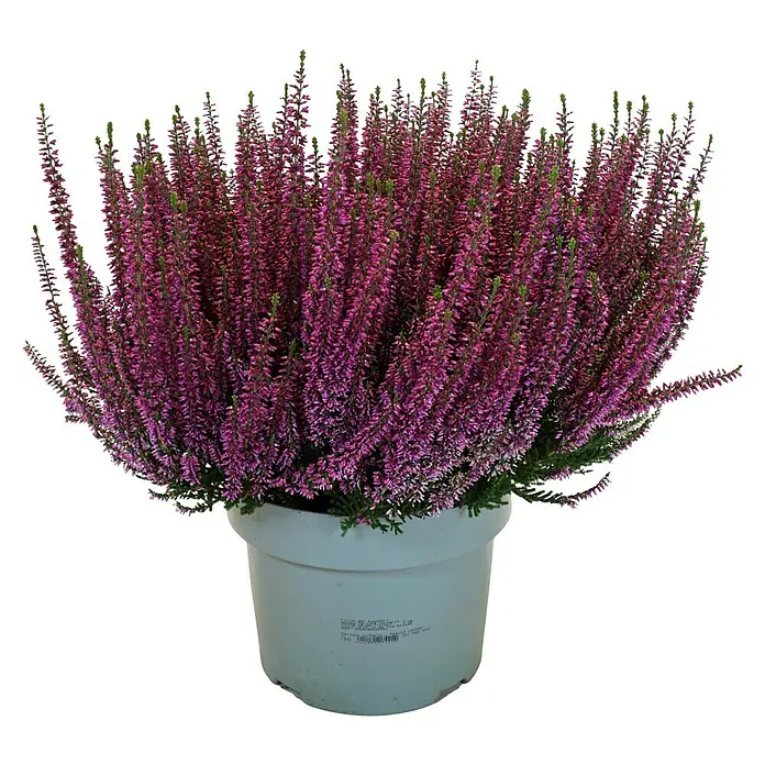 Piardino Besenheide Beauty Lady in Farben gemischt - Calluna vulgaris, Topfgröße: 23 cm, verschiedene Farben - Ein Topf voller prächtiger, violetter Heidekraut, die in voller Blüte steht und mit ihrer Farbe jeden Raum aufhellt.