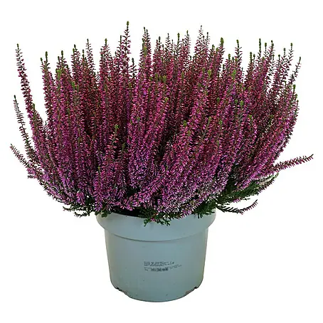 Piardino  Besenheide Beauty Lady in Farben gemischt