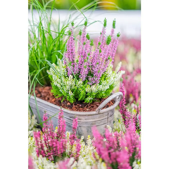 Piardino Besenheide Color Crown - Calluna vulgaris, Topfgröße: 13 cm, 2 farbig - Blick auf einen Zinkeimer mit Heidekraut und Ziergräsern, umgeben von einem Feld blühender Heide, das Farben und natürliche Schönheit vereint.
