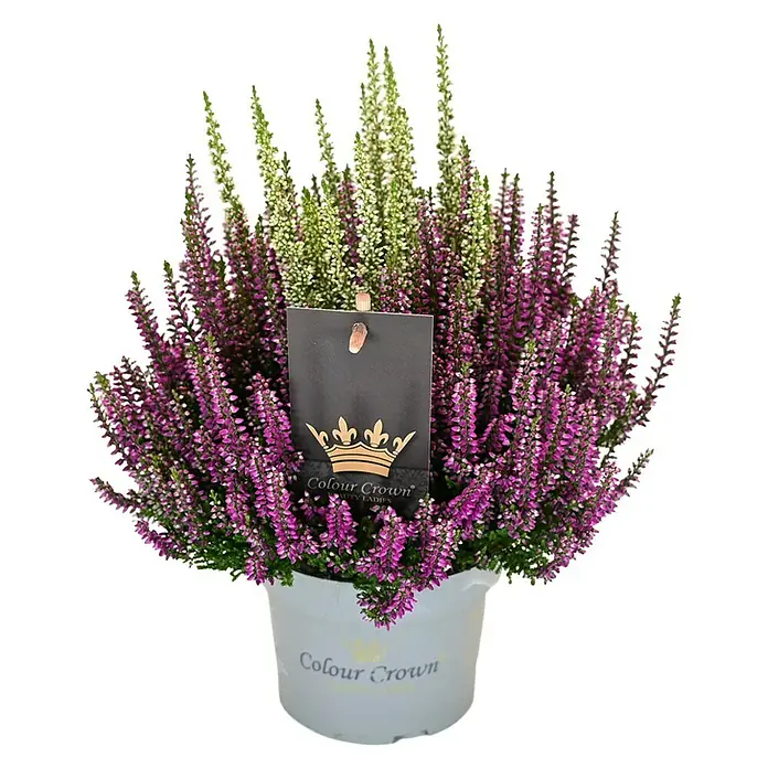 Piardino Besenheide Color Crown - Calluna vulgaris, Topfgröße: 13 cm, 2 farbig - Das Bild zeigt eine Topfpflanze von Colour Crown, die mit lila und weißen Heidekrautblüten bepflanzt ist.