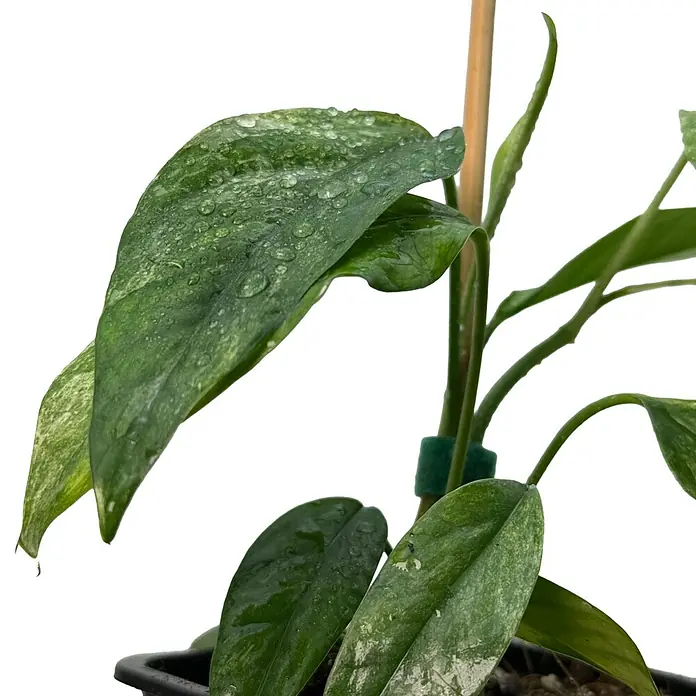 Fensterblatt Rarität - Epipremnum hanoman sp. bali variegata, Topfgröße: 9,4 cm - Nahaufnahme einer Monstera Pflanze mit Wassertropfen auf den Blättern, die die Zimmerpflanze erfrischen und ihr Grün betonen.