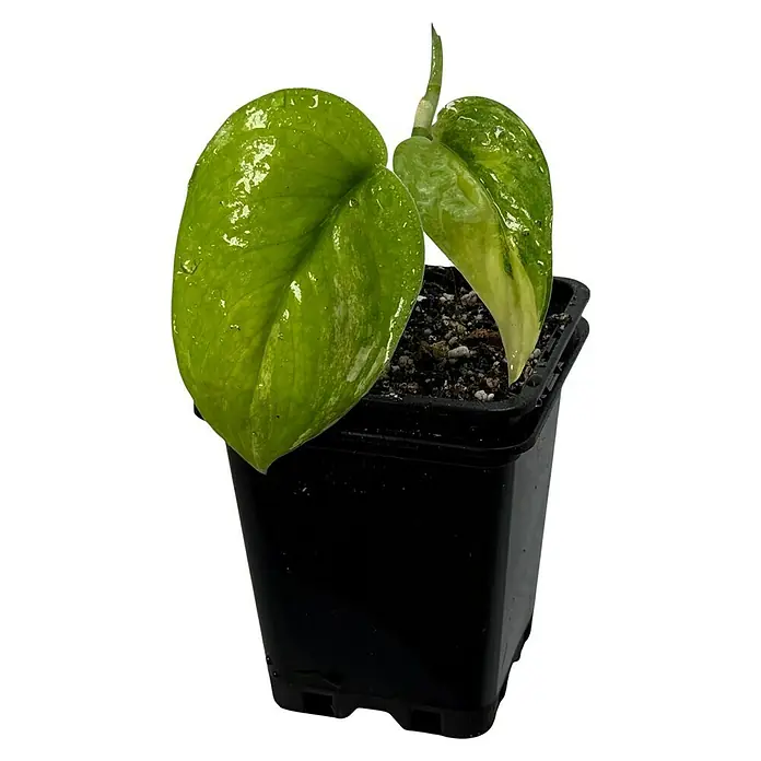 Fensterblatt Rarität - Scindapsus jade satin variegata, Topfgröße: 9,4 cm - Dieses Bild zeigt eine Topfpflanze mit hellgrünen Blättern, die in einem kleinen schwarzen Topf wächst und für den Innenbereich geeignet ist.