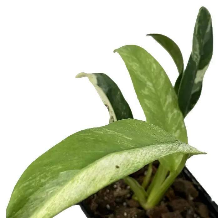 Fensterblatt Rarität - Rhaphidophora puberula variegata, Topfgröße: 9,4 cm - Nahaufnahme einer Epipremnum pinnatum 'Variegata', einer Zimmerpflanze mit marmorierten Blättern.