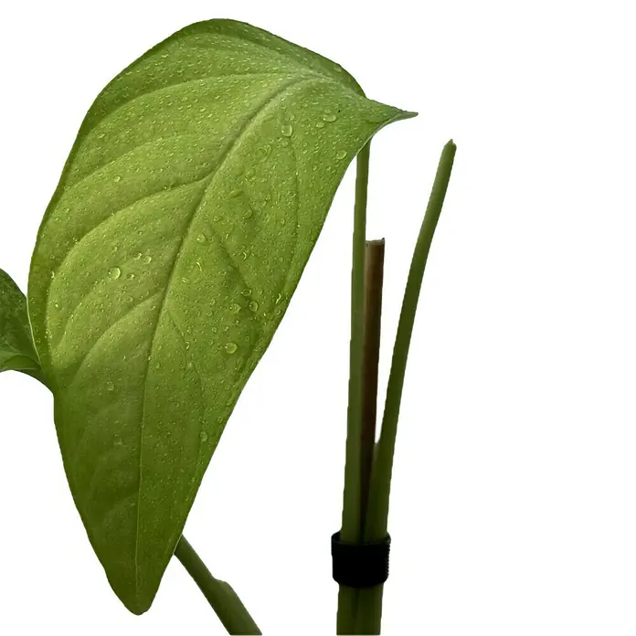 Fensterblatt Rarität - Monstera obliqua tamarido, Topfgröße: 9,4 cm - Nahaufnahme eines grünen Anthurienblattes mit Wassertropfen, gestützt von Bambusstäben und einem schwarzen Band.