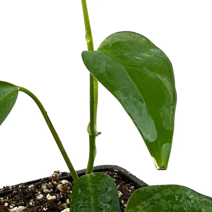 Fensterblatt Rarität - Monstera spec. Peruviana, Topfgröße: 9,4 cm - Nahaufnahme einer Zimmerpflanze mit glänzenden grünen Blättern in einem schwarzen Topf, die eine ruhige und natürliche Atmosphäre ausstrahlt.