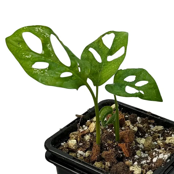 Fensterblatt Rarität - Monstera obliqua los tayos, Topfgröße: 9,4 cm - Zimmerpflanze Monstera Adansonii mit grünen Blättern und charakteristischen Löchern in einem schwarzen Topf mit Erde und Bewässerung.