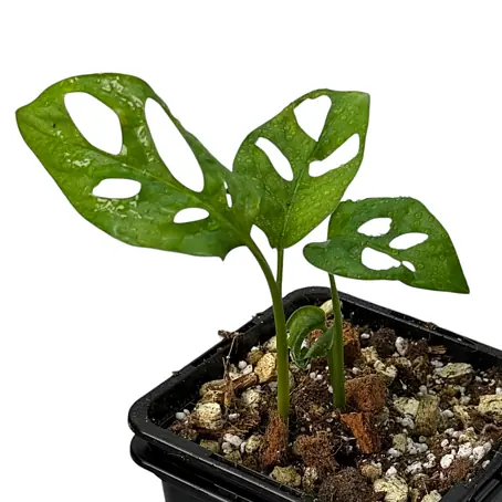homalomena philodendron Homalomena Black – Greenspaces.id main image 0