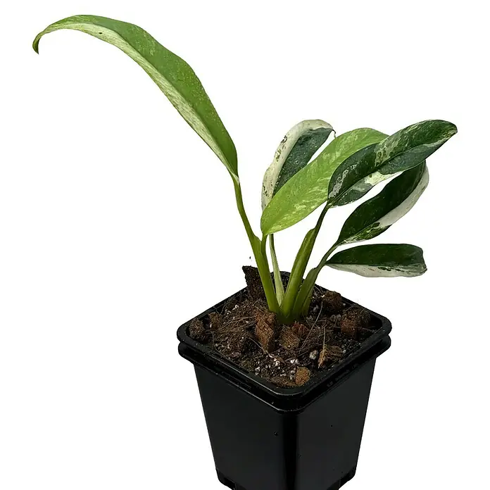 Fensterblatt Rarität - Rhaphidophora puberula variegata, Topfgröße: 9,4 cm - Zimmerpflanze Monstera standleyana Variegata in einem schwarzen Topf, mit grün-weiß panaschierten Blättern.