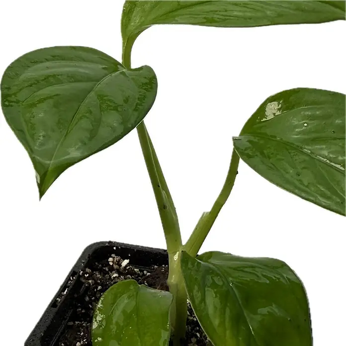 Fensterblatt Rarität - Monstera obliqua cf pangui, Topfgröße: 9,4 cm - Nahaufnahme einer Monstera-Pflanze in einem Topf mit glänzenden, grünen Blättern, die ihre tropische Schönheit zeigt.