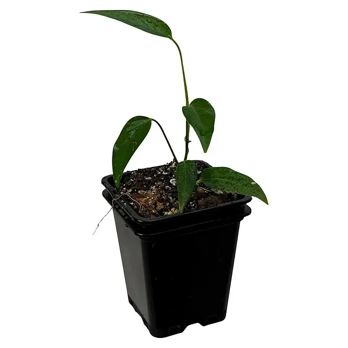 Fensterblatt Rarität - Monstera spec. Peruviana, Topfgröße: 9,4 cm - Nahaufnahme einer Zimmerpflanze in einem schwarzen Topf, die das grüne Laub und die Textur der Erde zeigt.