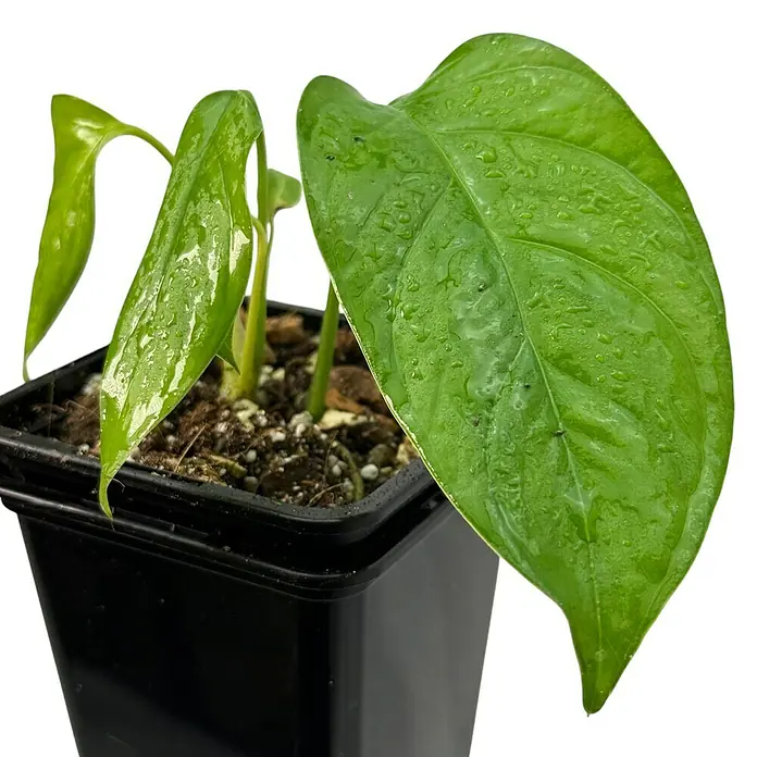 Fensterblatt Rarität - Monstera obliqua misahualli, Topfgröße: 9,4 cm - Detailaufnahme einer jungen Kletterpflanze im Topf, deren Blätter mit feinen Wassertropfen bedeckt sind. Ideal zur Dekoration von Innenräumen.
