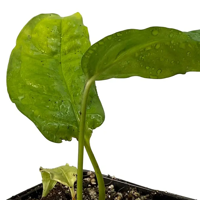 Fensterblatt Rarität - Monstera obliqua amazonica, Topfgröße: 9,4 cm - Nahaufnahme einer Philodendron-Pflanze mit grünen Blättern, die in einem schwarzen Topf wächst.