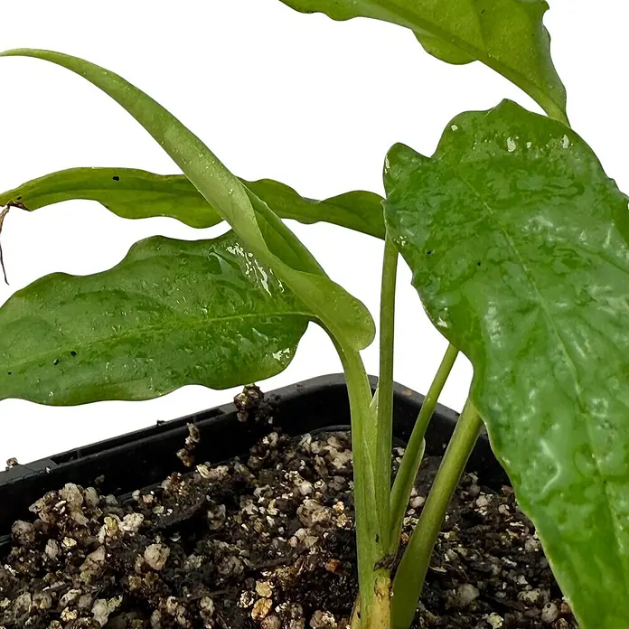 Fensterblatt Rarität - Monstera obliqua tiwintza narrow, Topfgröße: 9,4 cm - Nahaufnahme einer Zimmerpflanze mit glänzenden, grünen Blättern in einem schwarzen Topf, die Textur und Details der Pflanze hervorhebt.