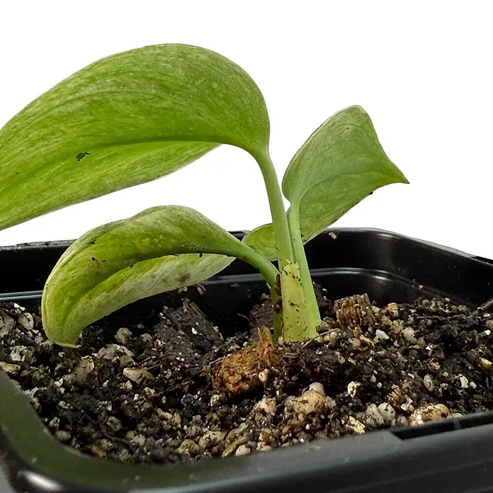 Fensterblatt Rarität - Scindapsus treubii ghost mint variegata, Topfgröße: 9,4 cm - Nahaufnahme einer jungen Pflanze in einem Topf. Die grünen Blätter heben sich vom dunklen Substrat ab.