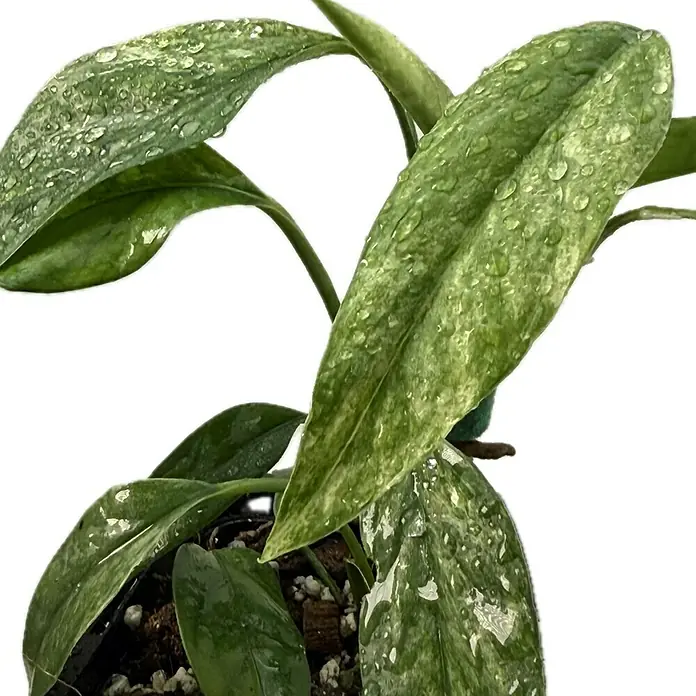 Fensterblatt Rarität - Epipremnum hanoman sp. bali variegata, Topfgröße: 9,4 cm - Nahaufnahme einer grünen Hoya mit silbrigen Flecken und Wassertropfen, die ihre Textur betonen.\n