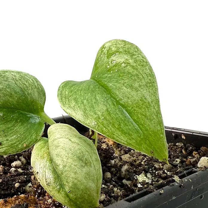 Fensterblatt Rarität - Scindapsus treubii ghost mint variegata, Topfgröße: 9,4 cm - Nahaufnahme einer jungen Pflanze mit grün-weiß panaschierten Blättern in einem schwarzen Topf. Perfekt für Zimmerpflanzenliebhaber.